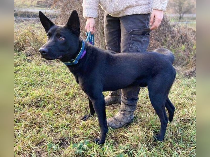 DANTE , der arme Kerl wurde ausgesetzt