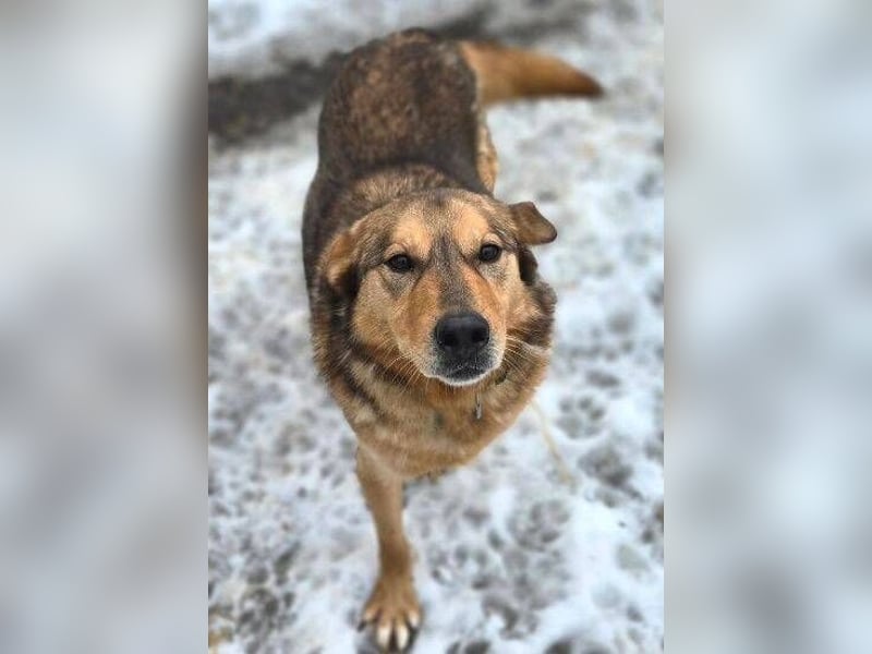 FIDO wurde grausam im Stich gelassen