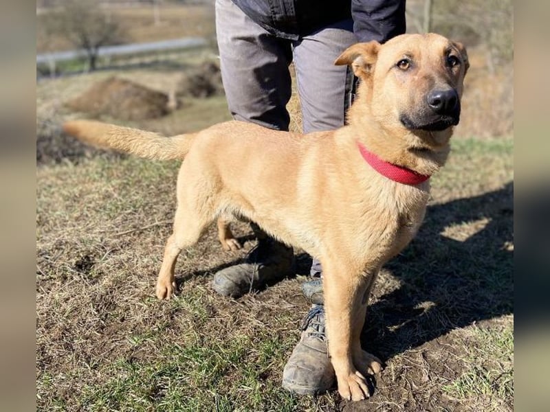 ANDRE wäre gerne dein treuer Begleiter