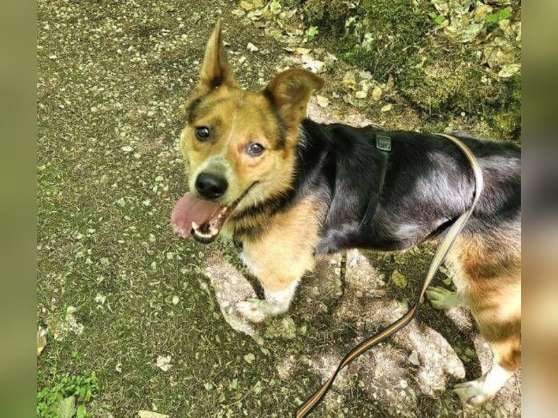 LEO -   Wem darf er sein Herzchen schenken?