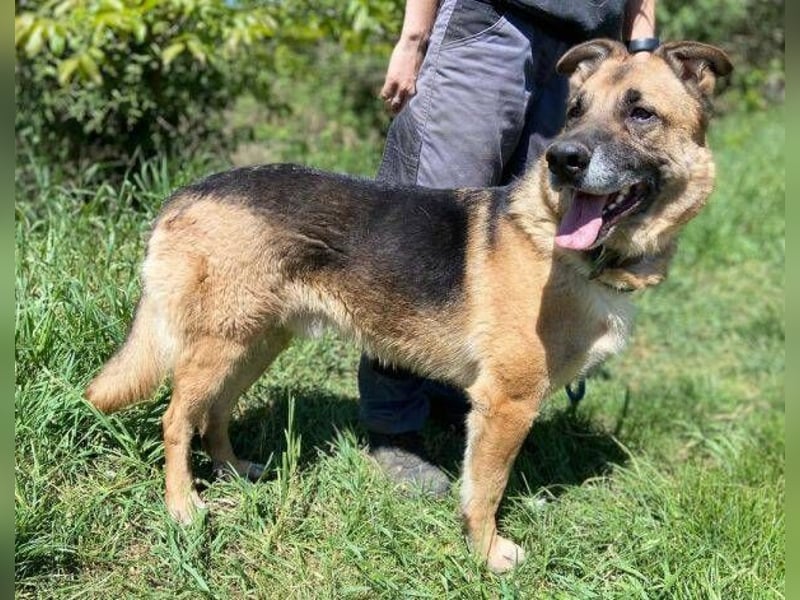 VILLY ist einfach nur lieb