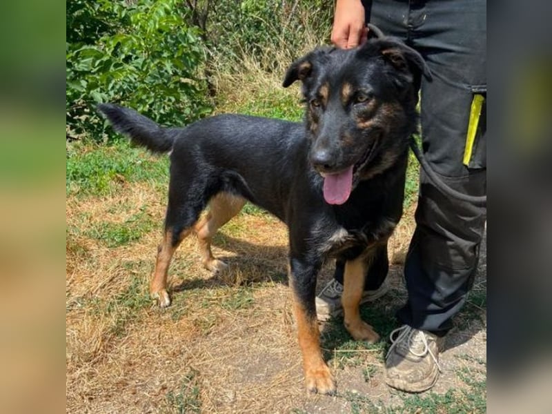 LUNA 2 wäre so gerne Familienmitglied