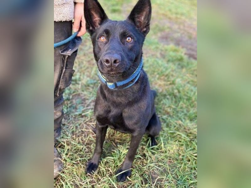 DANTE , der arme Kerl wurde ausgesetzt