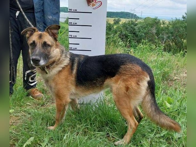 VILLY ist einfach nur lieb