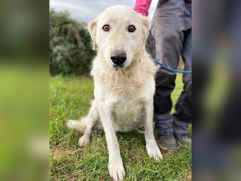 ZUZA  ist traurig, wer tröstet sie?