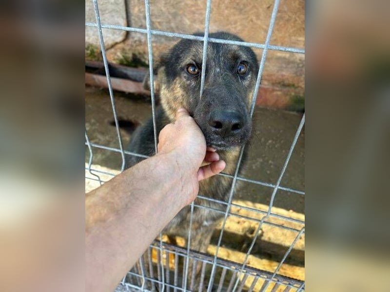 SHARUKH wäre gerne dein treuer Begleiter