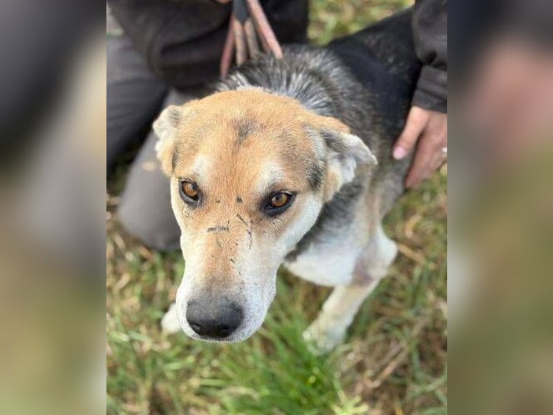 BOBBY 2 wurde hilflos zurück gelassen