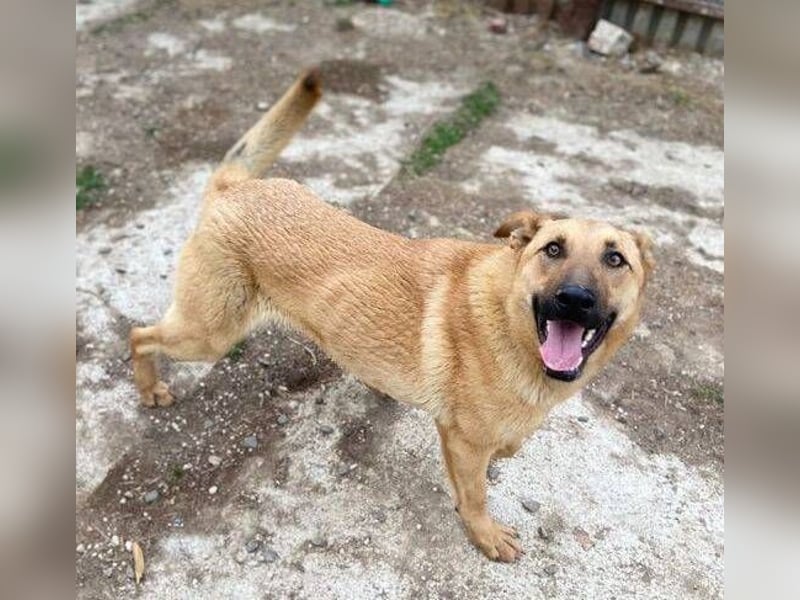 ANDRE wäre gerne dein treuer Begleiter