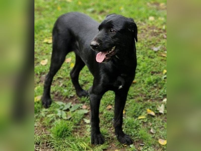 OTTO 2 sucht seine Menschen