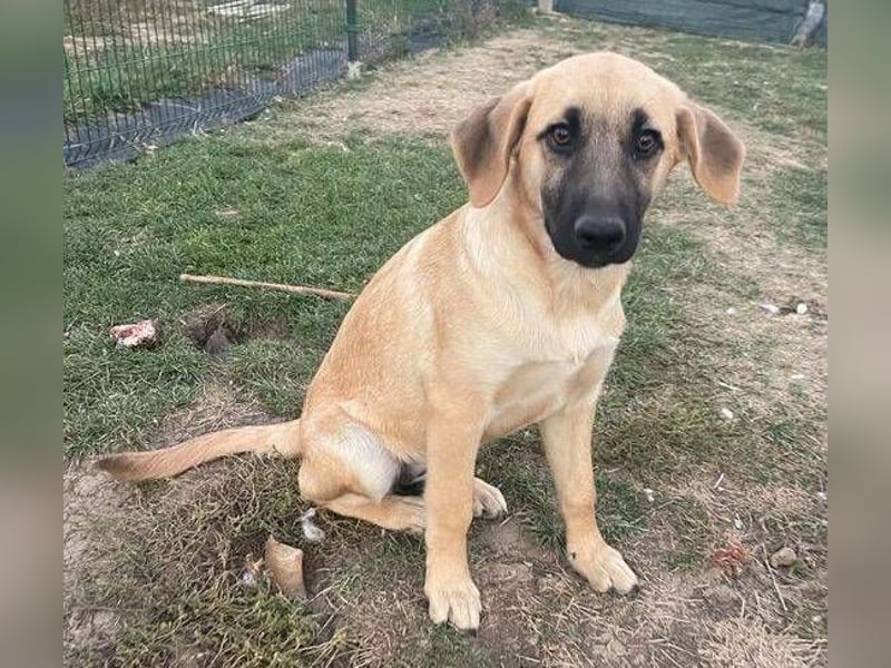 ARABELLA ist ein aufgeschlossenes, liebes Hundemädchen