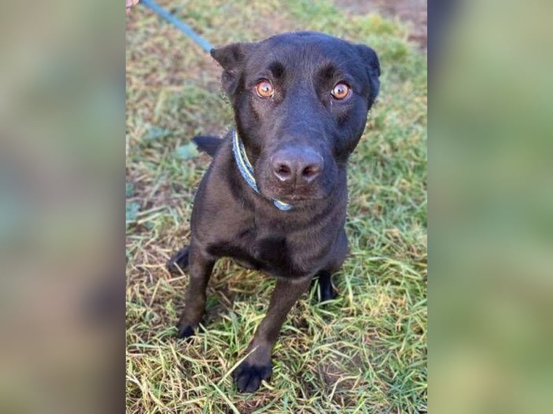 DANTE , der arme Kerl wurde ausgesetzt