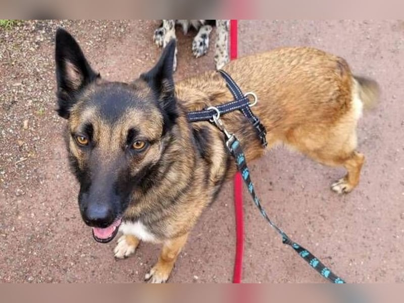 LOTTE sucht ihr Körbchen