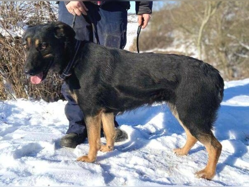 LUNA 2 wäre so gerne Familienmitglied