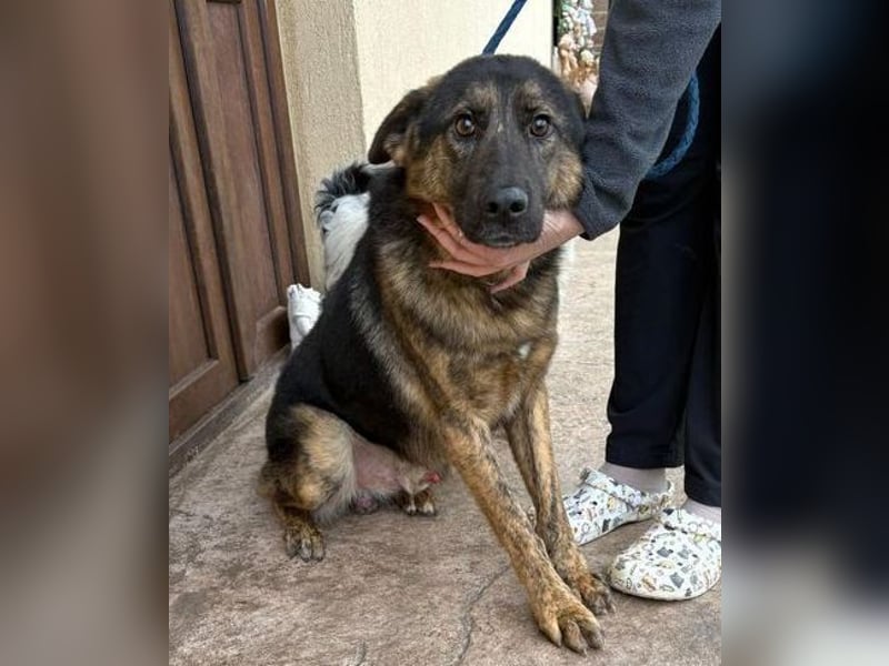 SHARUKH wäre gerne dein treuer Begleiter