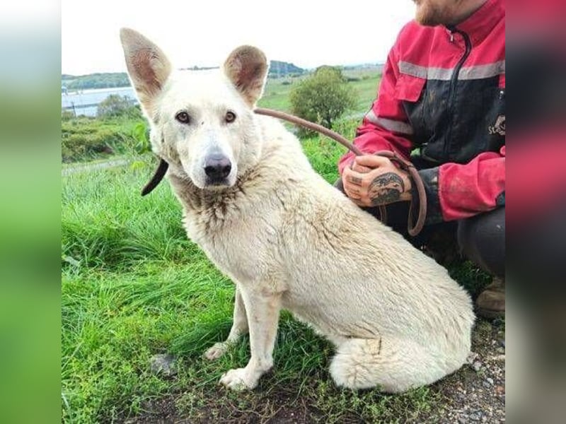 BELUSCHA hat alles verloren