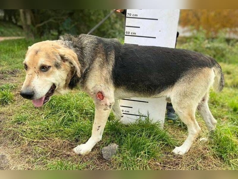 BOBBY 2 wurde hilflos zurück gelassen