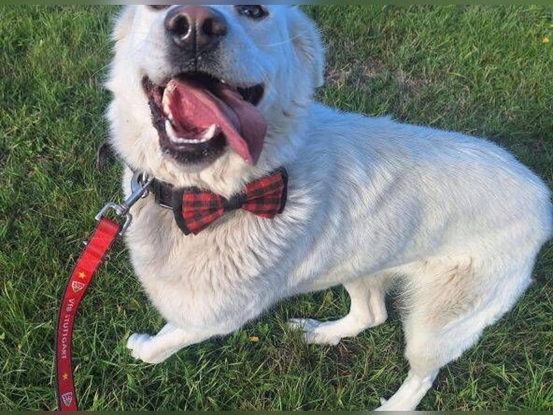 LUCY freut sich über jede Zuwendung