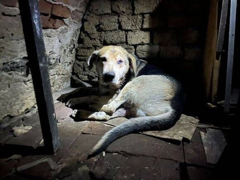 BOBBY 2 wurde hilflos zurück gelassen
