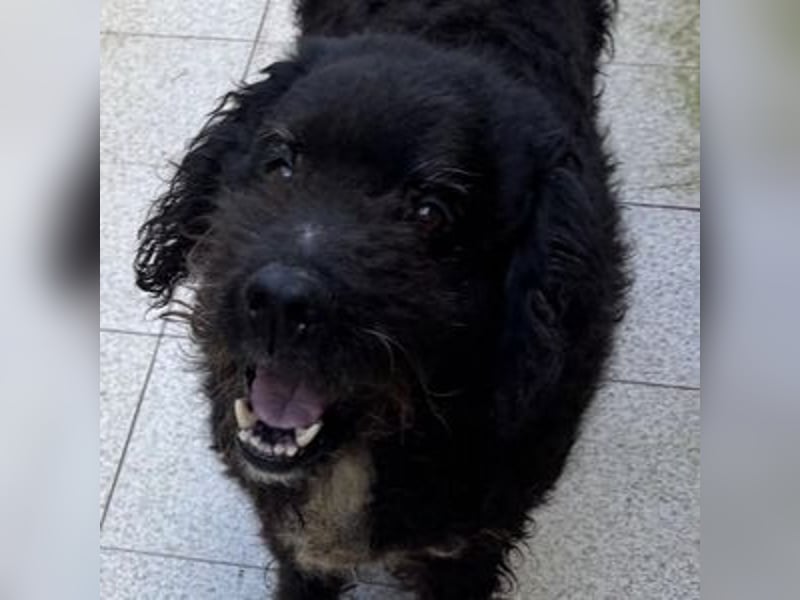 PEDRO soll nicht gewaltsam sterben