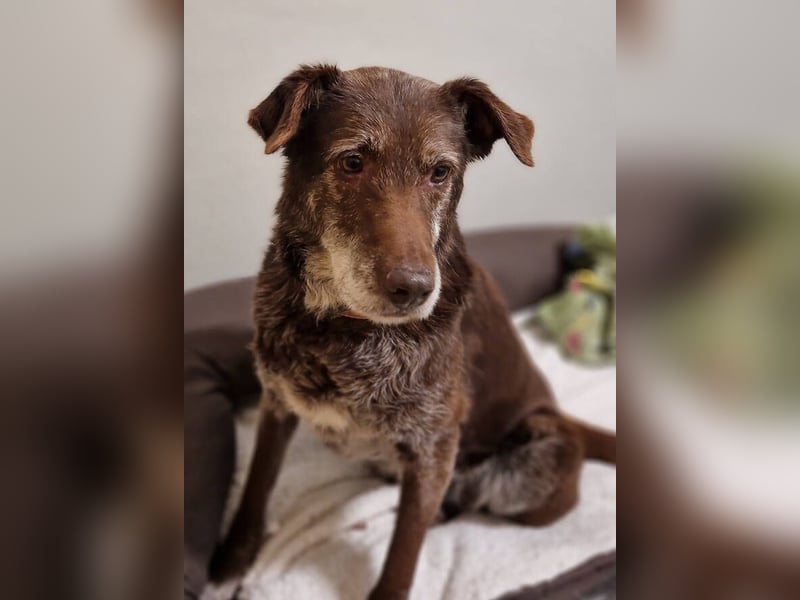 BENKO ist ein sanfter Senior