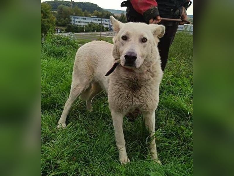 BELUSCHA hat alles verloren