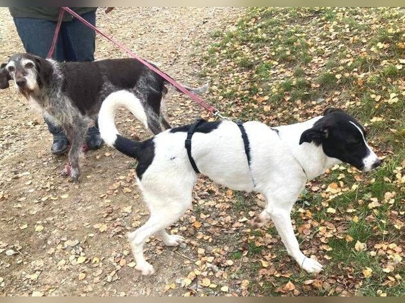 MIA 2 ist verschmust und anhänglich