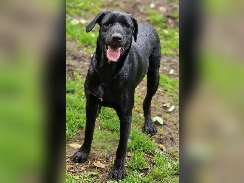 OTTO 2 sucht seine Menschen