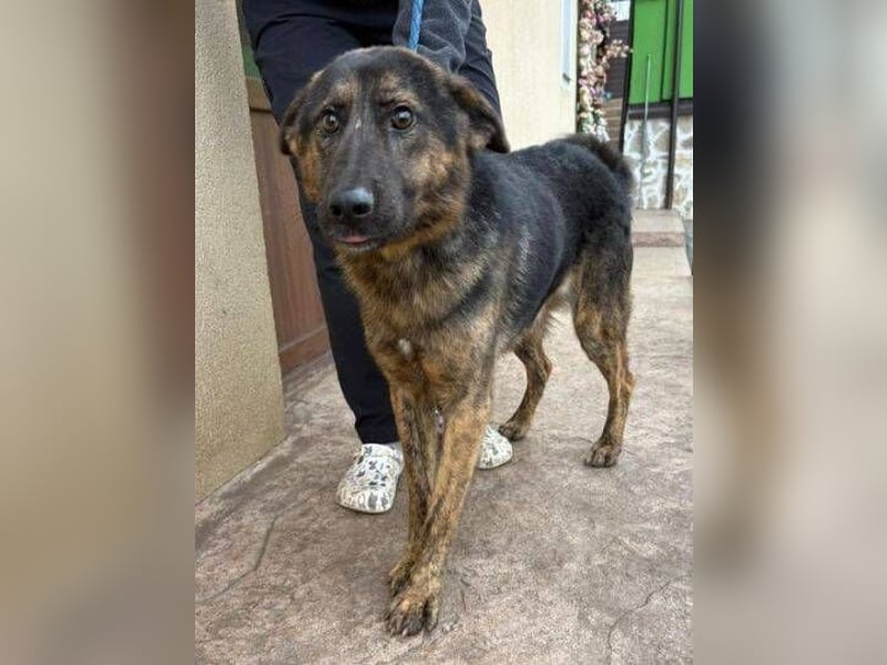 SHARUKH wäre gerne dein treuer Begleiter