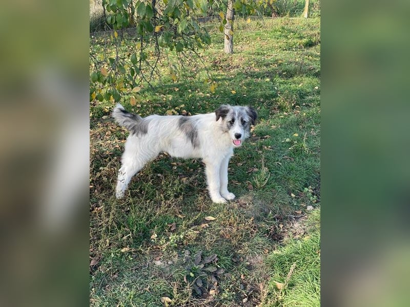 HILDE braucht ein richtiges Zuhause