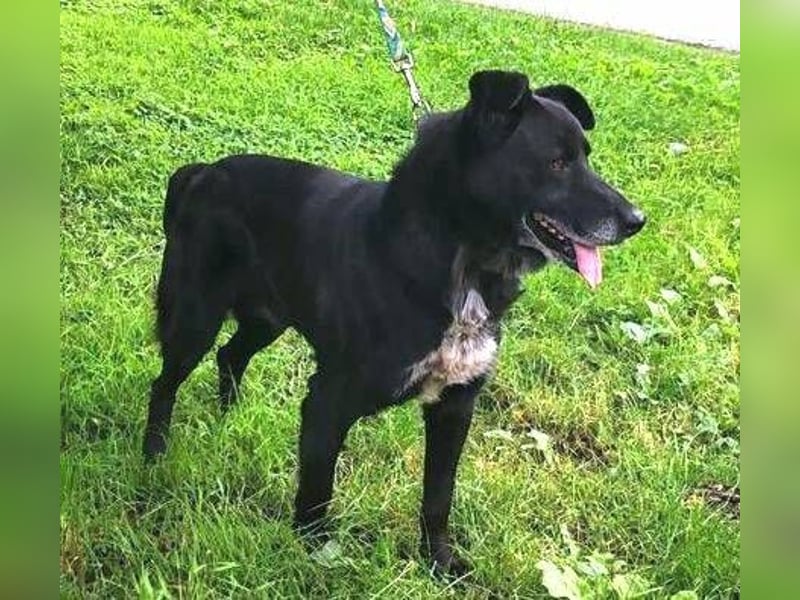 RUSTY hätte so sehr etwas Liebe verdient