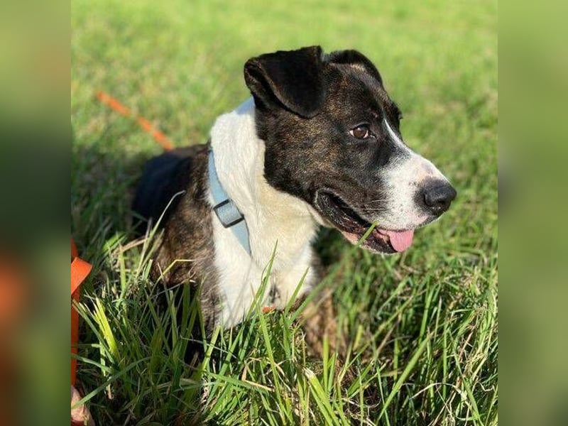 HUBERT - wer schenkt ihm Liebe 