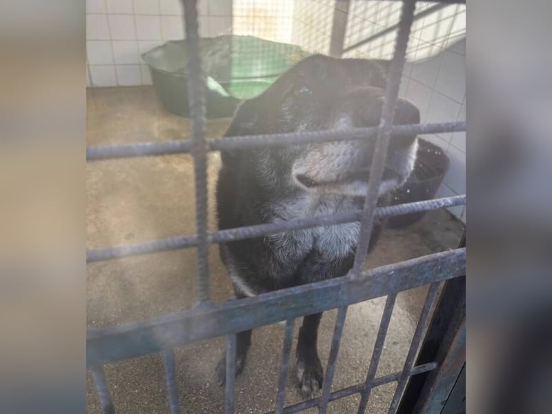 BILLY ist so verzweifelt - wer rettet ihn?