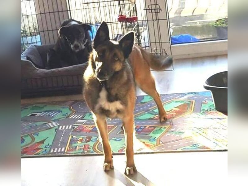 LOTTE sucht ihr Körbchen