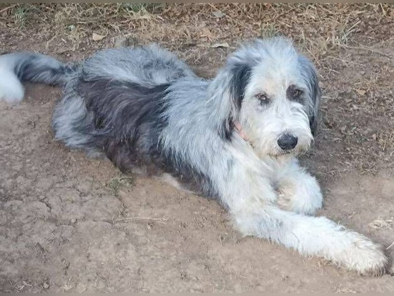CAROLINA ist ein Traumhund