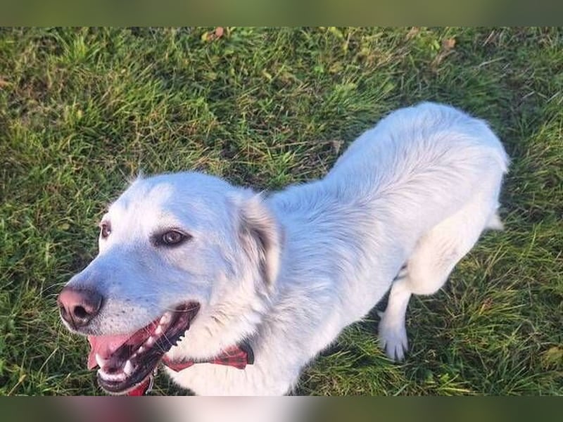 LUCY freut sich über jede Zuwendung