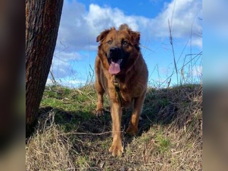 COLIN verspielter Hundejunge