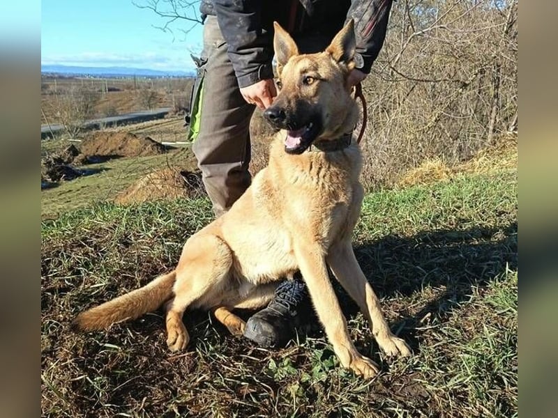 ANDRE wäre gerne dein treuer Begleiter