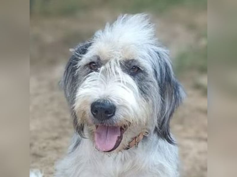 CAROLINA ist ein Traumhund