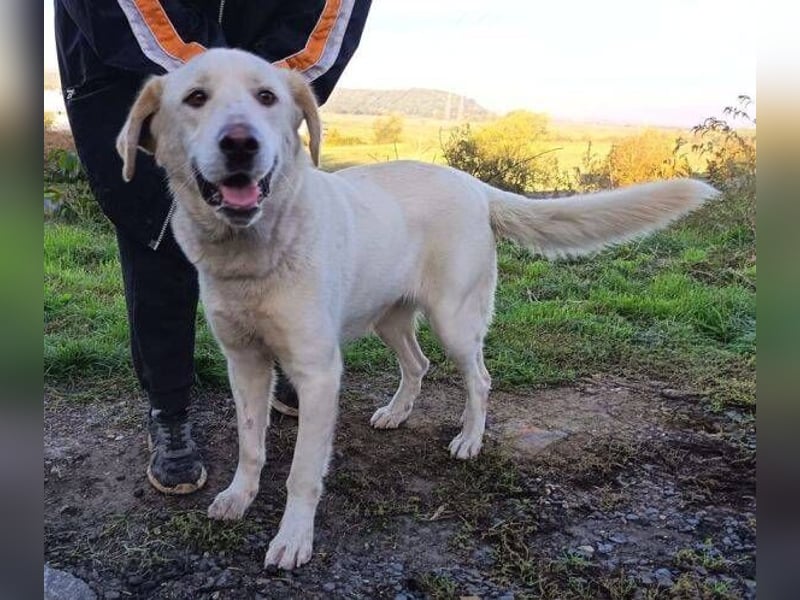 DORKA ist eine arme Maus