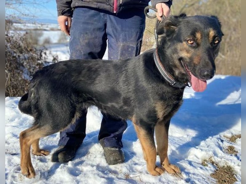 LUNA 2 wäre so gerne Familienmitglied