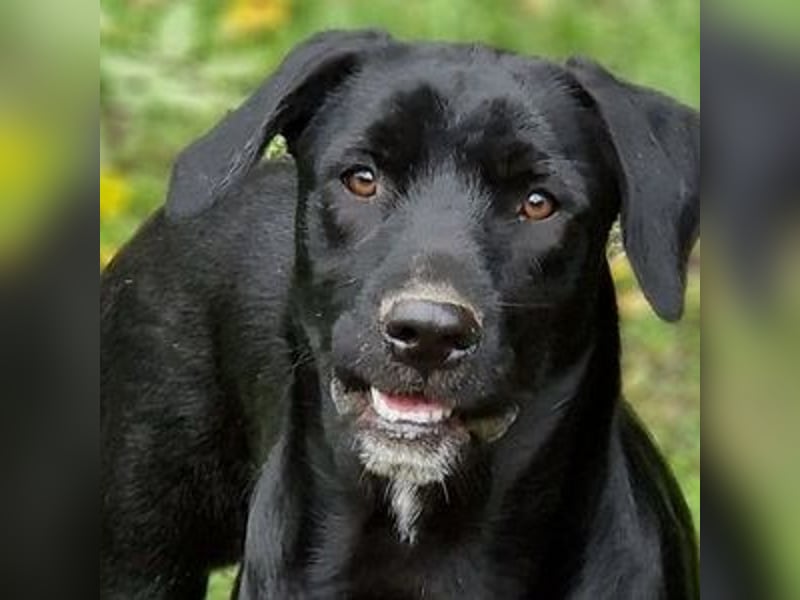 OTTO 2 sucht seine Menschen