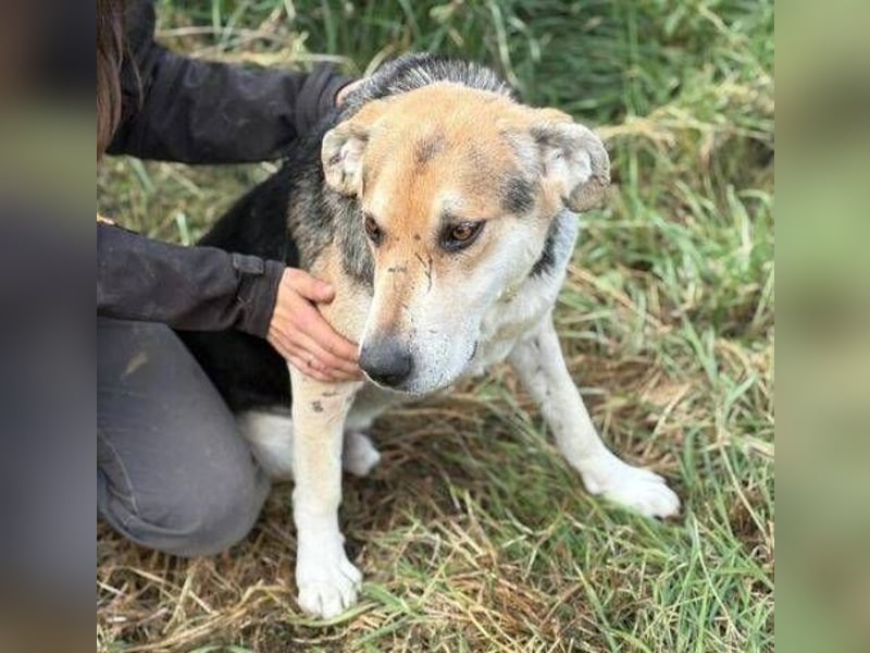 BOBBY 2 wurde hilflos zurück gelassen