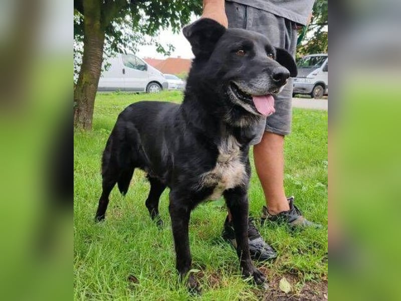 RUSTY hätte so sehr etwas Liebe verdient