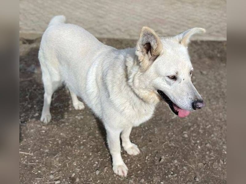 BELUSCHA hat alles verloren