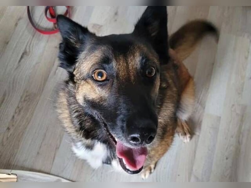 LOTTE sucht ihr Körbchen