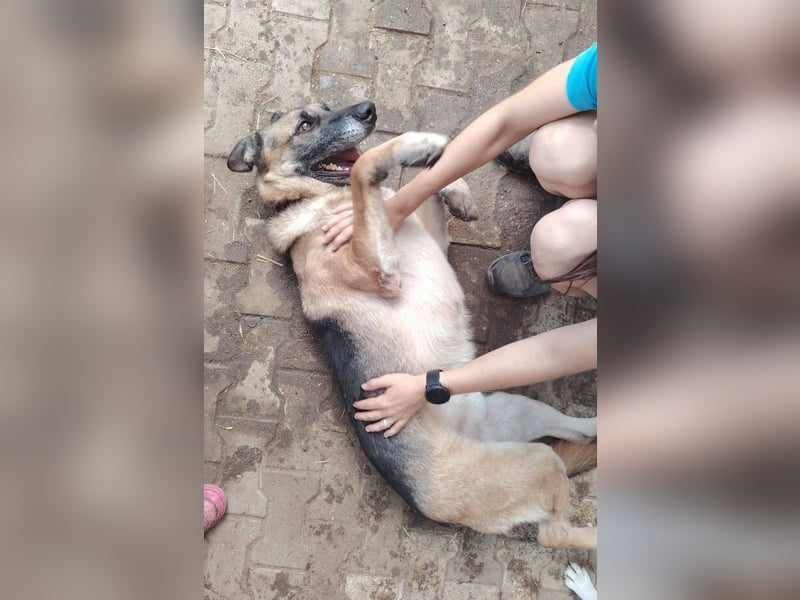 VILLY ist einfach nur lieb