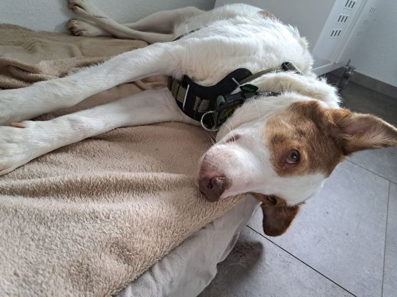 HELEN ist verschmust und unkompliziert