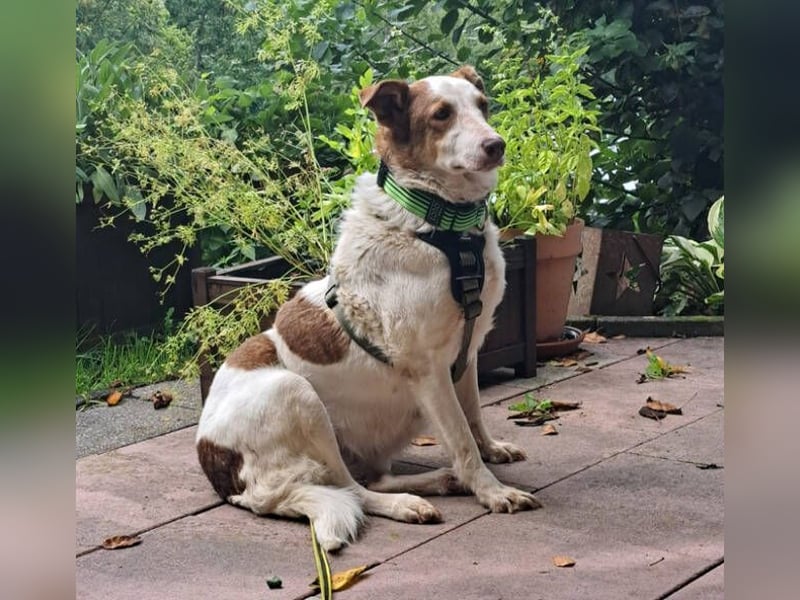 HELEN ist verschmust und unkompliziert