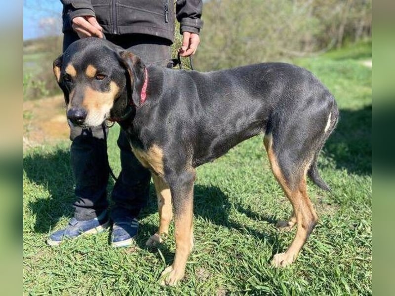 PEPI hat alles verloren