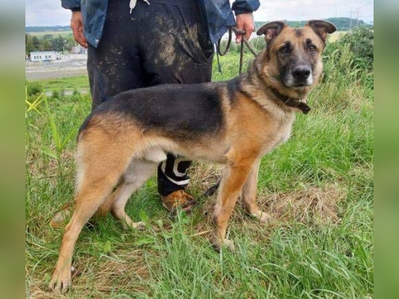 VILLY ist einfach nur lieb